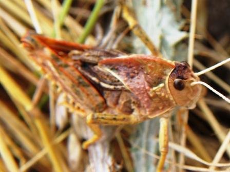 Prionotropis appula (Pamphagidae)